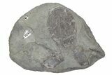 Devonian, Armored Fish (Bothriolepis) Fossil - Canada #231997-1